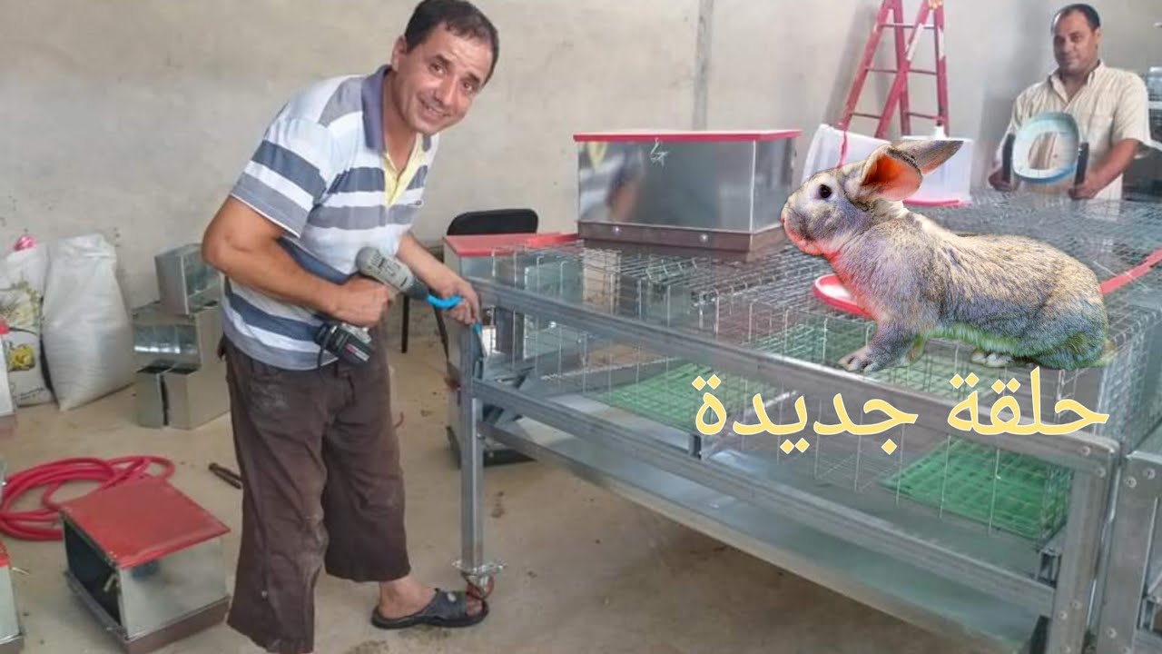 طريقة تلقيح الأمهات مع الوقت بين تلقيح وكيفية تسجيل التاريخ معلومات مهمة لكل مربي ارانب ناجح