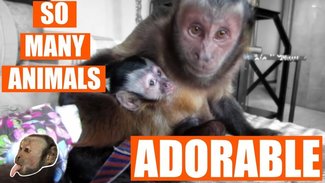 Capuchin Monkey Meets Other Animals Compilation!