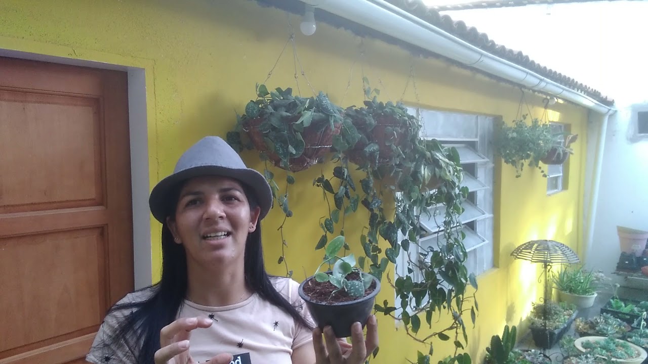mostrando como faço mudas de jibóia prateada e do filodendro