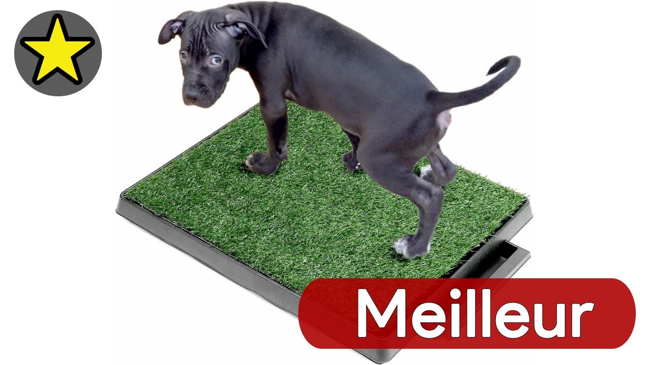 🏆 TOP 3 BAC A LITIERE POUR CHIEN 2025 🐶