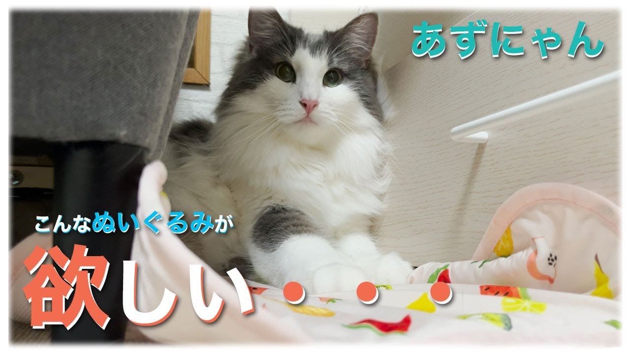 あずにゃん、🐱ぬいぐるみ🧸みたい💖　とっても🧸欲しい😍😍【猫　サイベリアン　あずき】[vol.221]