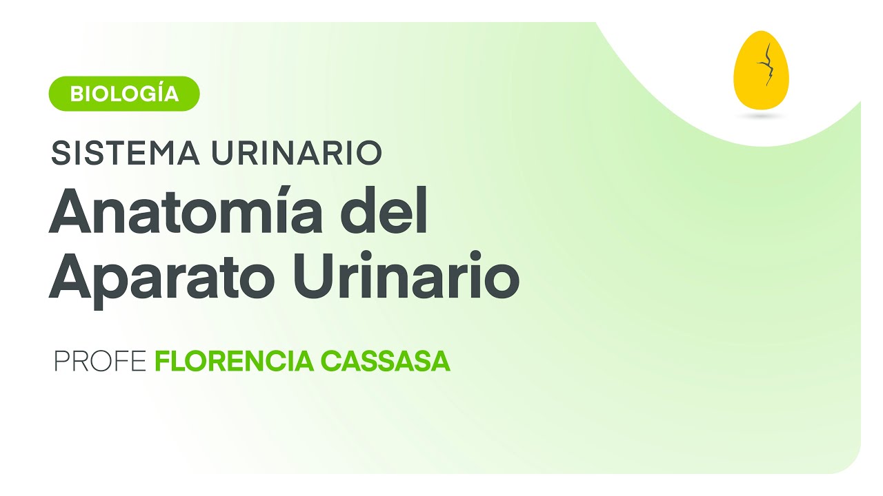 Anatomía del Aparato Urinario | Biología | Sistema Urinario | V2 | Egg Educación