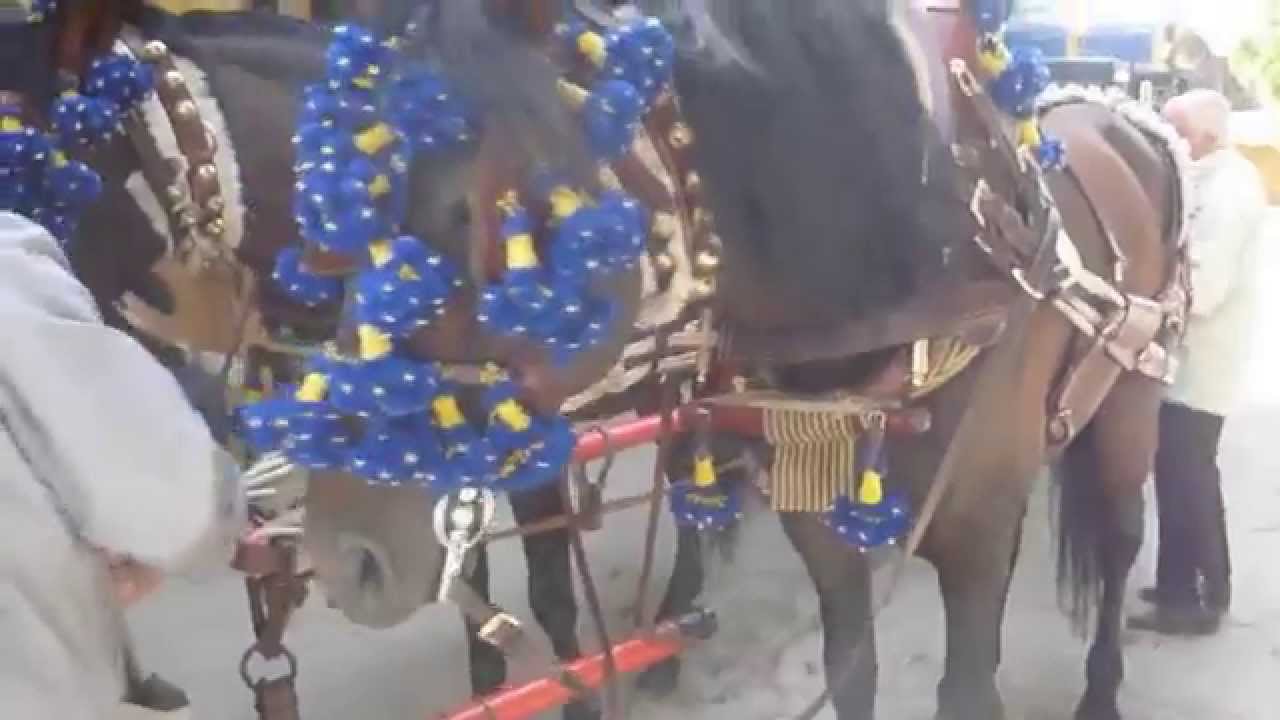 59_Enganchando Media potencia (cinco caballos) para el Corpus
