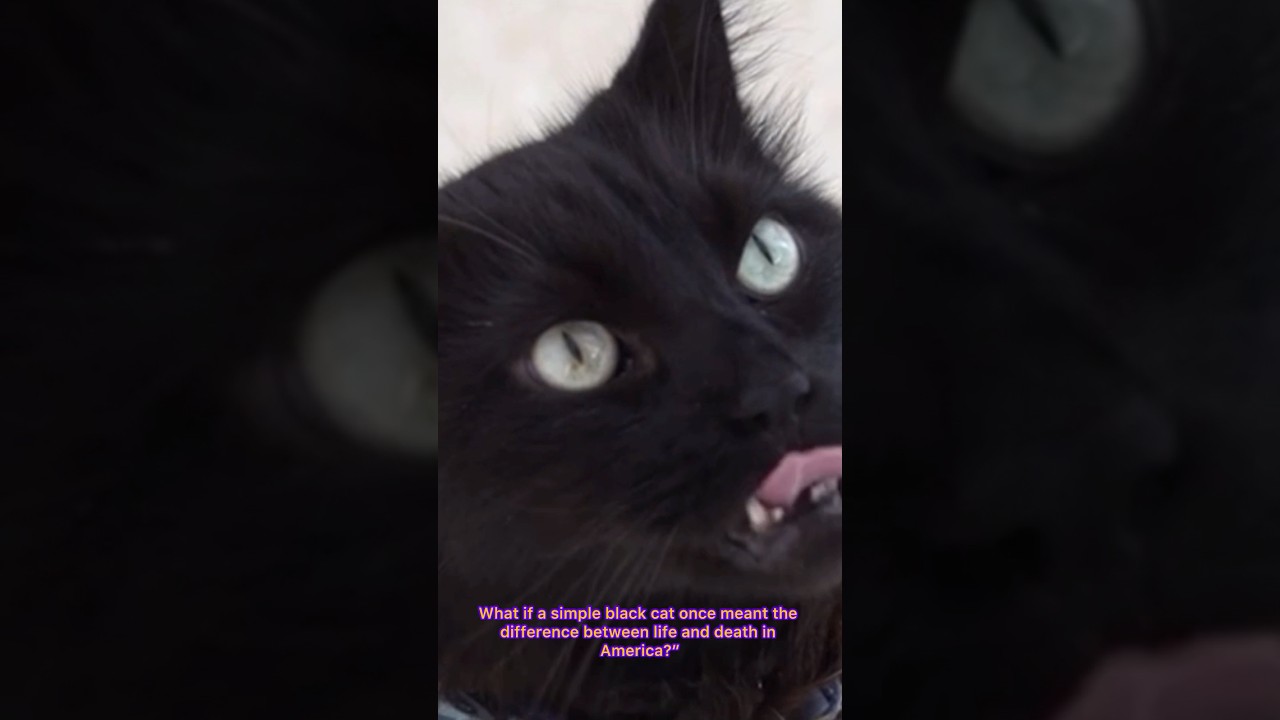 The Black Cat Superstition That Nearly Cost Lives in America. 