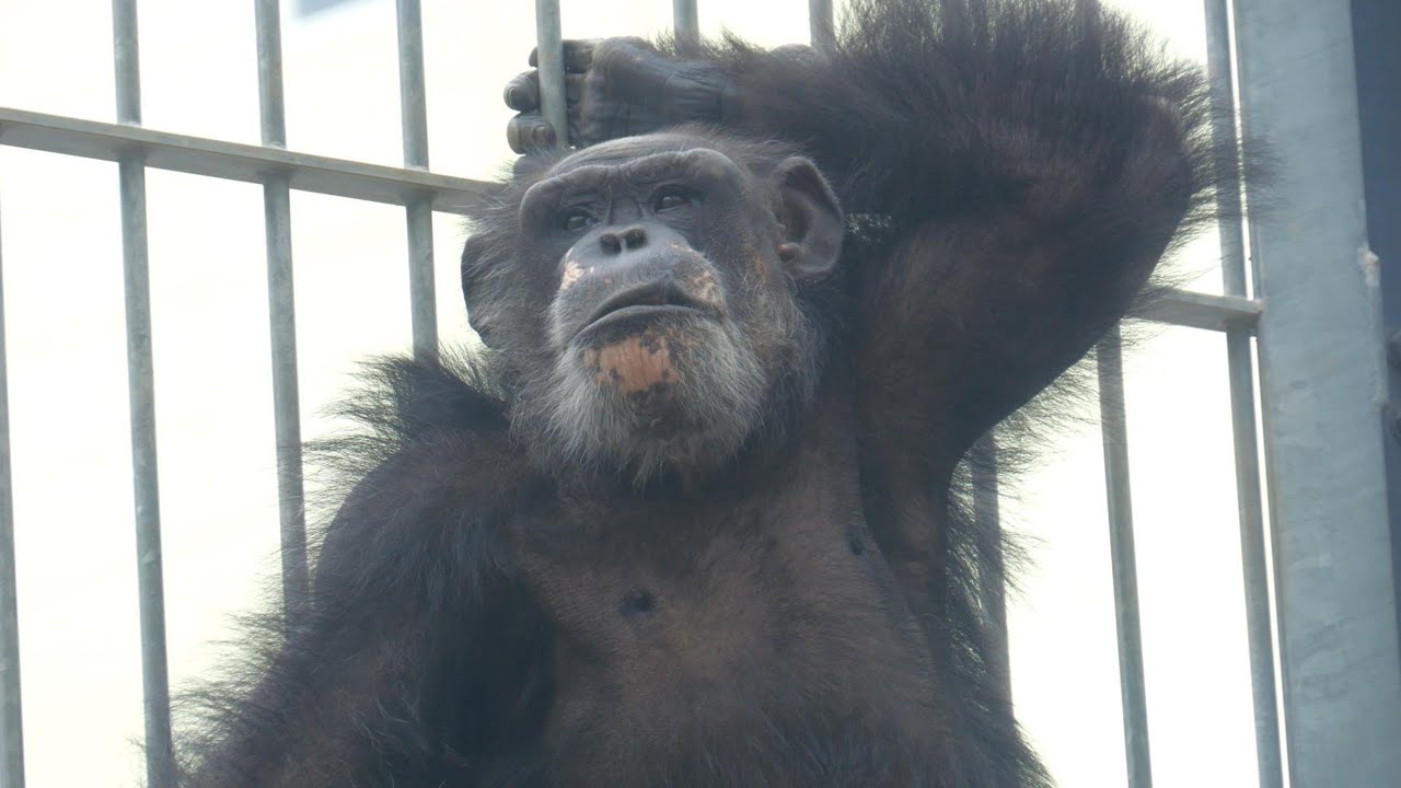 アニマルショー、移動動物園、スグルの自傷行為の原因とは　沖縄こどもの国　チンパンジー　202402