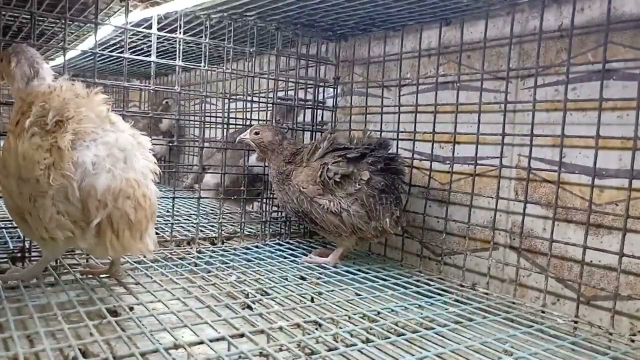 COSAS PROHIBIDAS PARA NUESTRAS CODORNICES QUE NUNCA DEBEMOS HACER