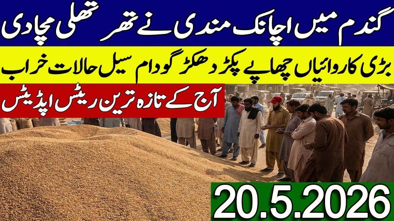 New Gandum Rates Today 2026 || New Wheat Price Today || Gundam kay Rates Today 2026