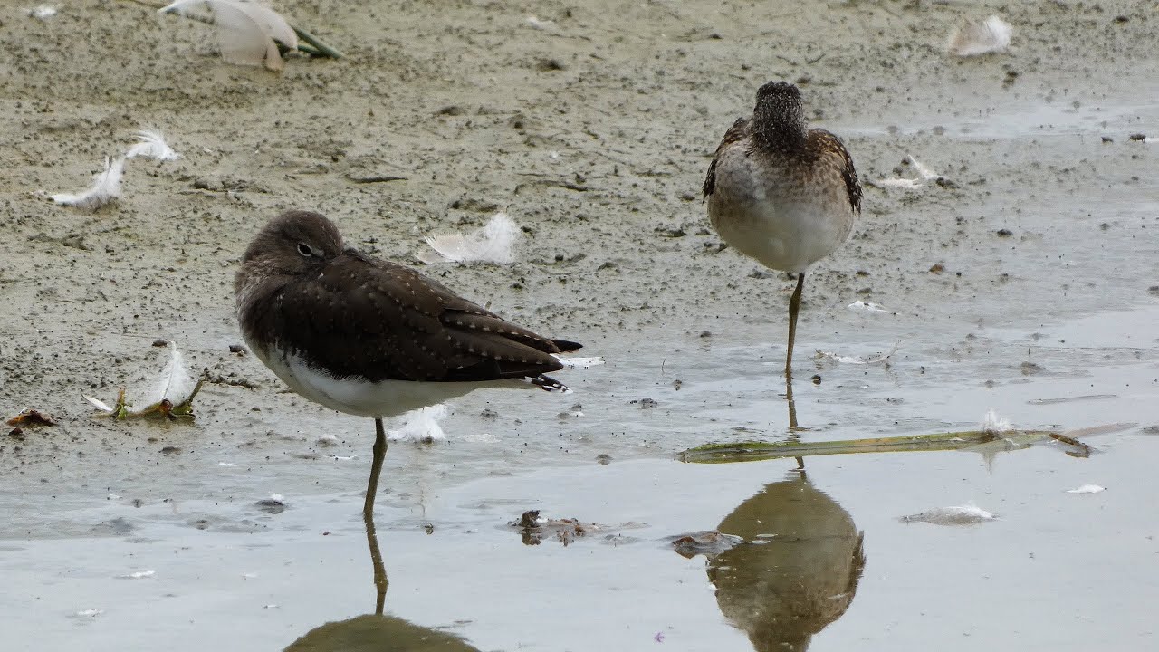 Witgat (Green Sandpiper)