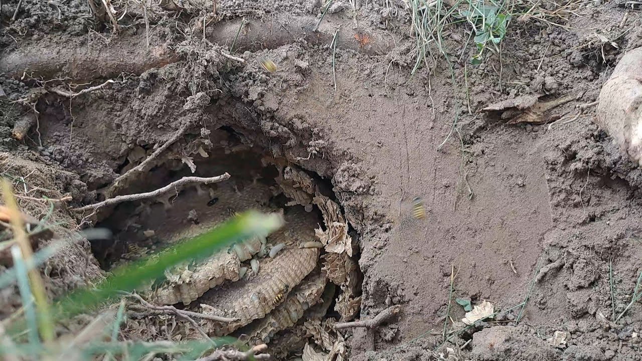 Vapsvų naikinimas, bičių šokis, vyno gamyba | Vasara 2023