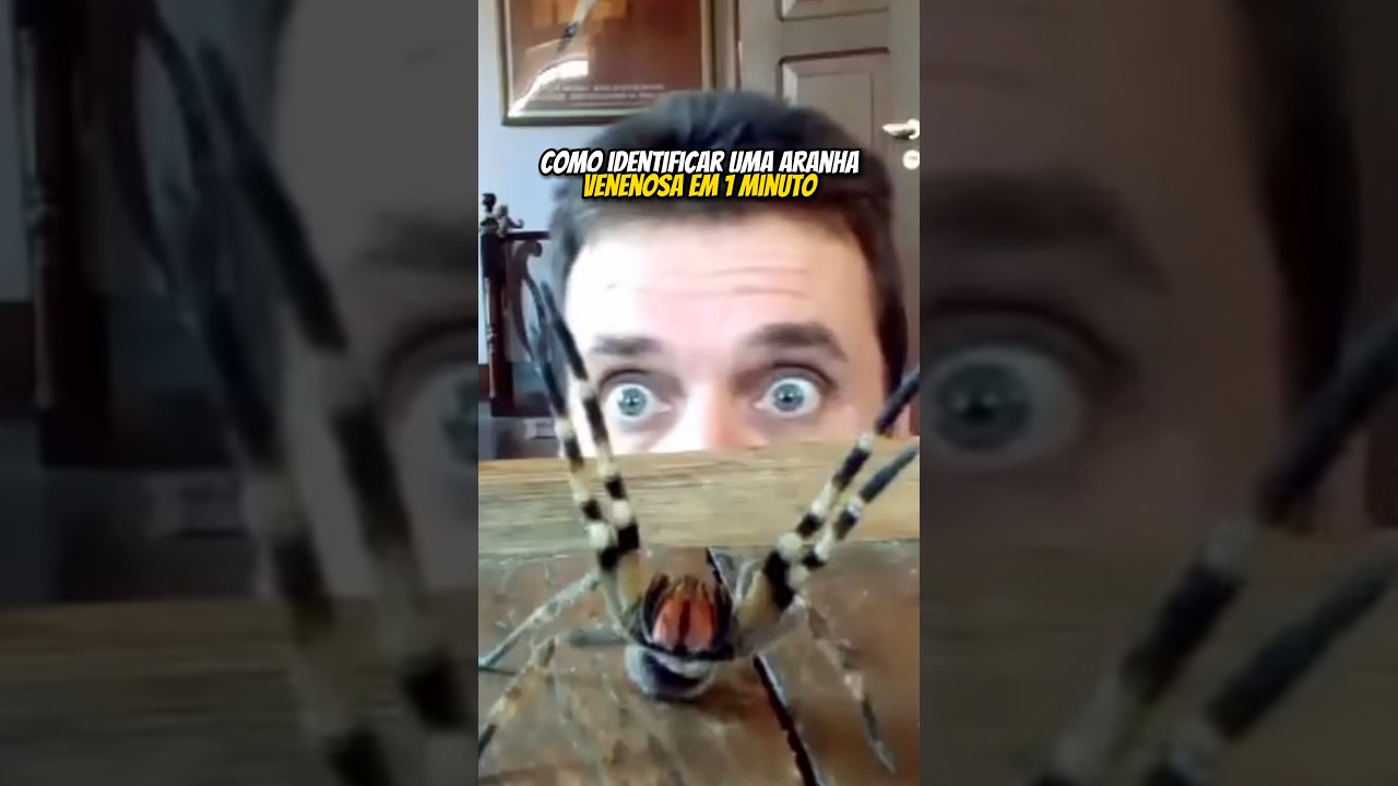 COMO IDENTIFICAR UMA ARANHA VENENOSA EM 1 MINUTO? | wildboppre #shorts
