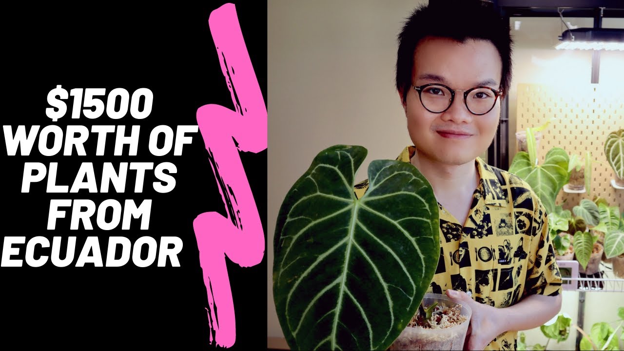 Unboxing Imported plants from Ecuador review and experience P.1