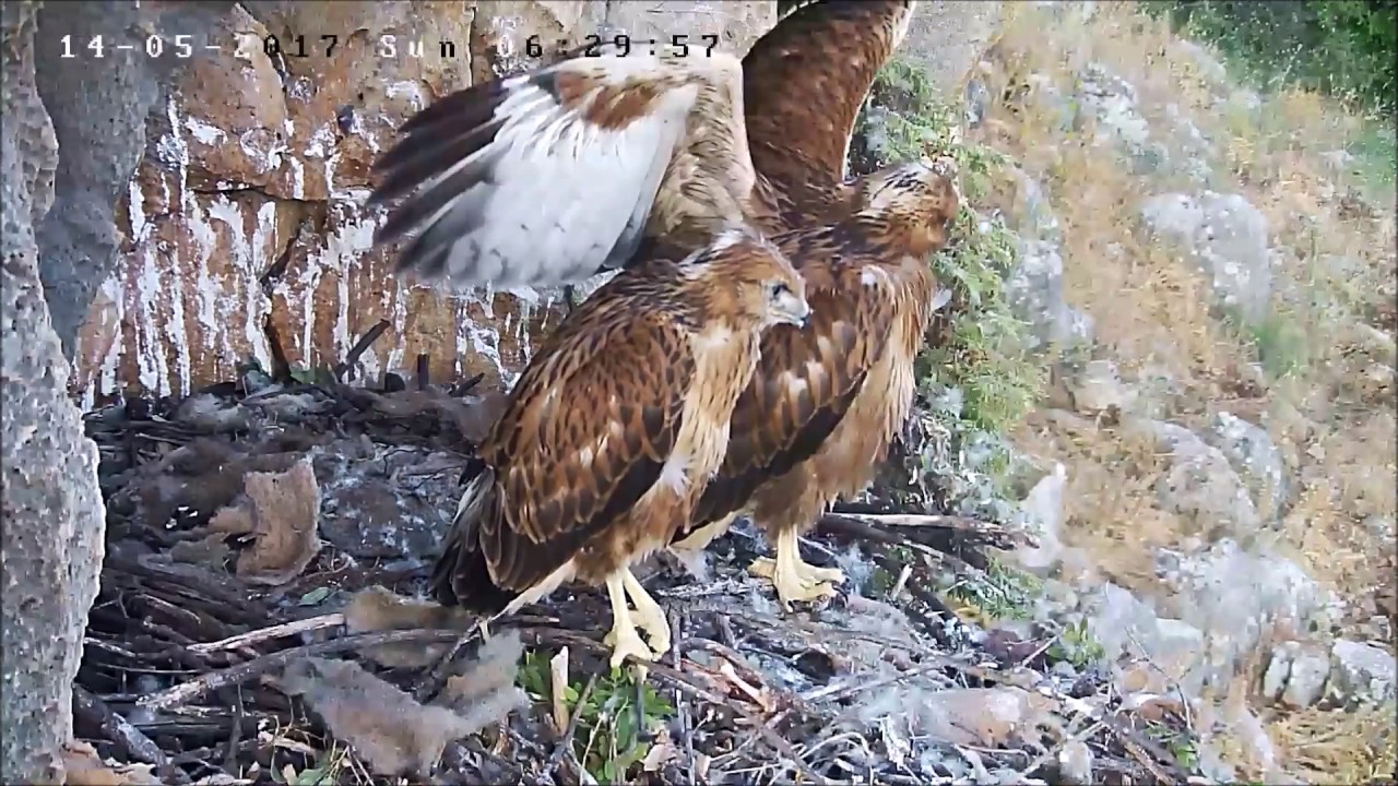 פריחה בשידור חי - Israel Raptor Nest Cam