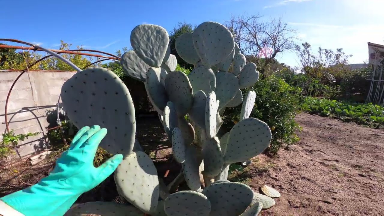 Poda do FIGO DA INDIA, também conhecido por OPUNTIA ROBUSTA