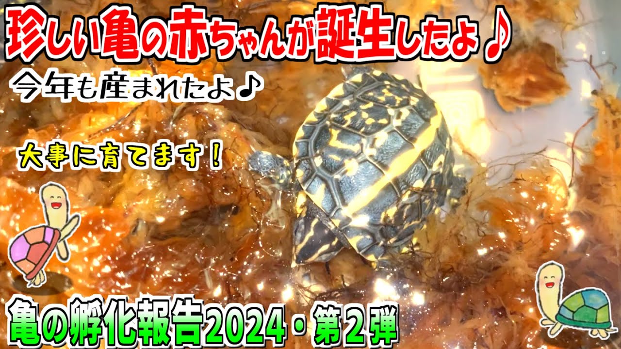 【亀の孵化②】続々と亀の赤ちゃんが誕生しています！【2024】