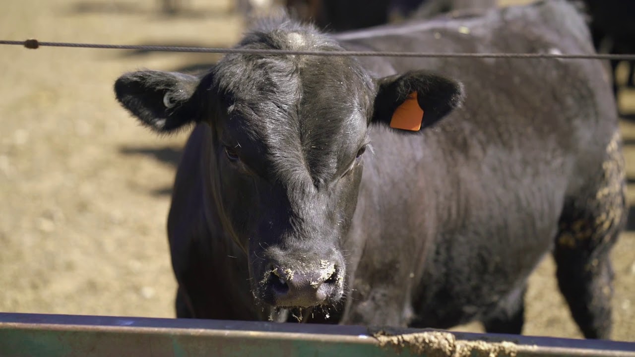 The value of vaccinating livestock