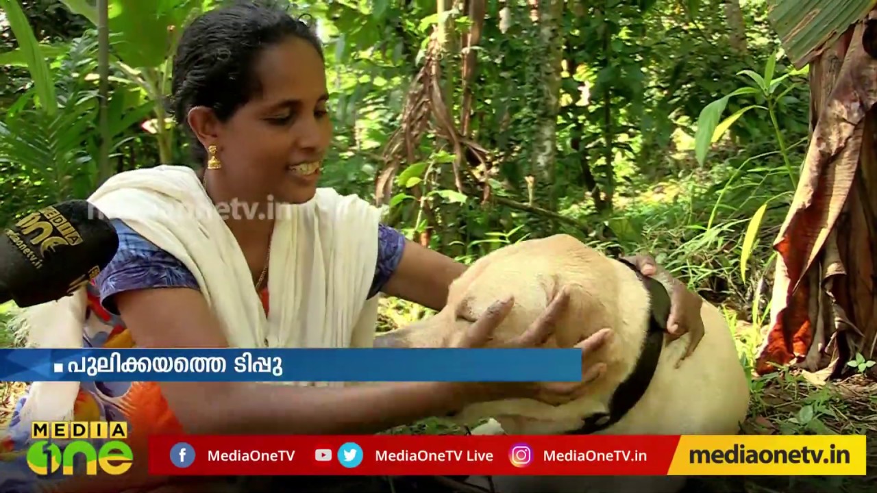 പുലിക്കയത്തിന്റെ പുലിക്കുട്ടിയാണ് ടിപ്പു എന്ന നായ