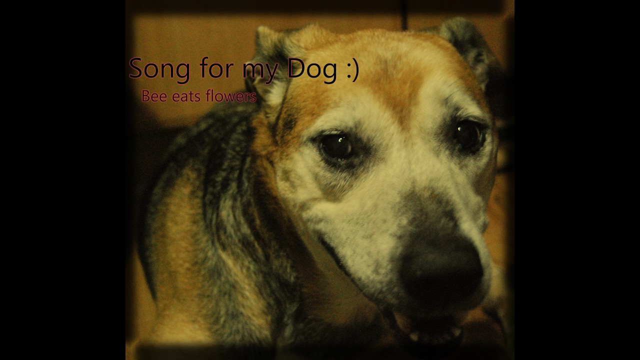 Song for my Dog :) - Bee eats flowers