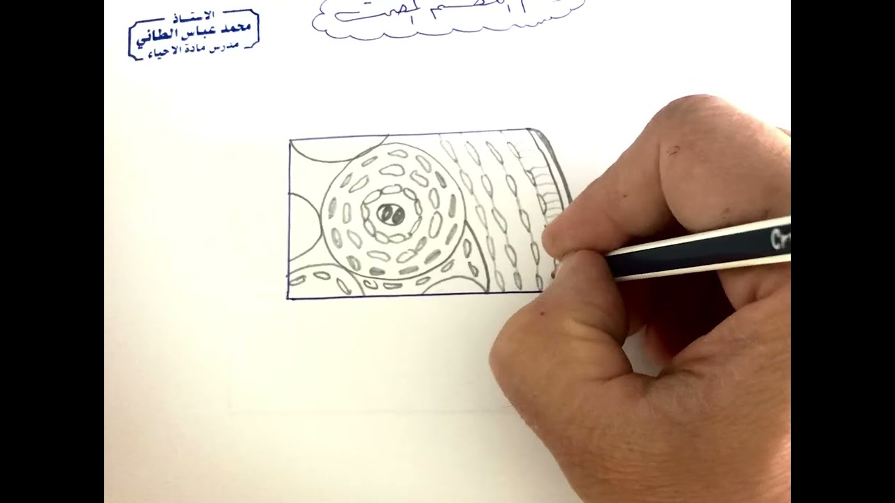 رسم العظم المصمت-الفصل الثاني-الاستاذ محمد الطائي