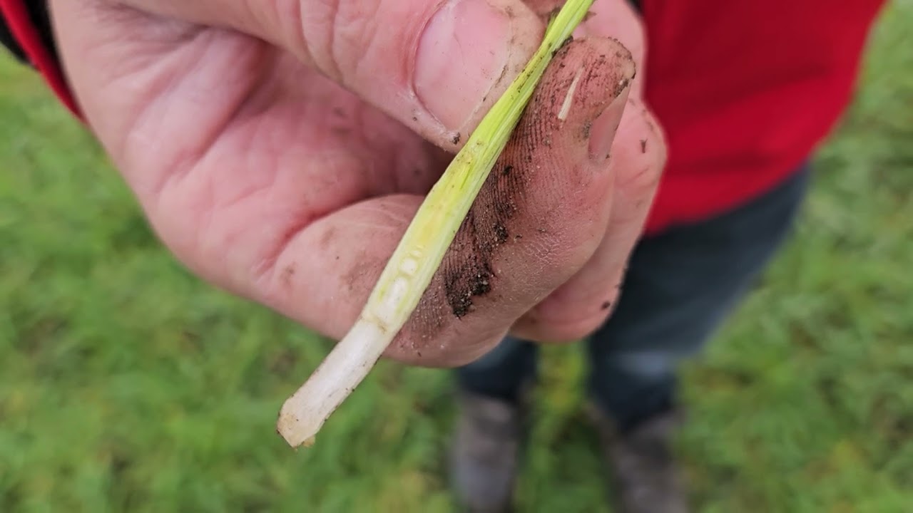 Wanneer moet de groeiregulatie op wintergerst? Martijn legt het uit | LG Seeds