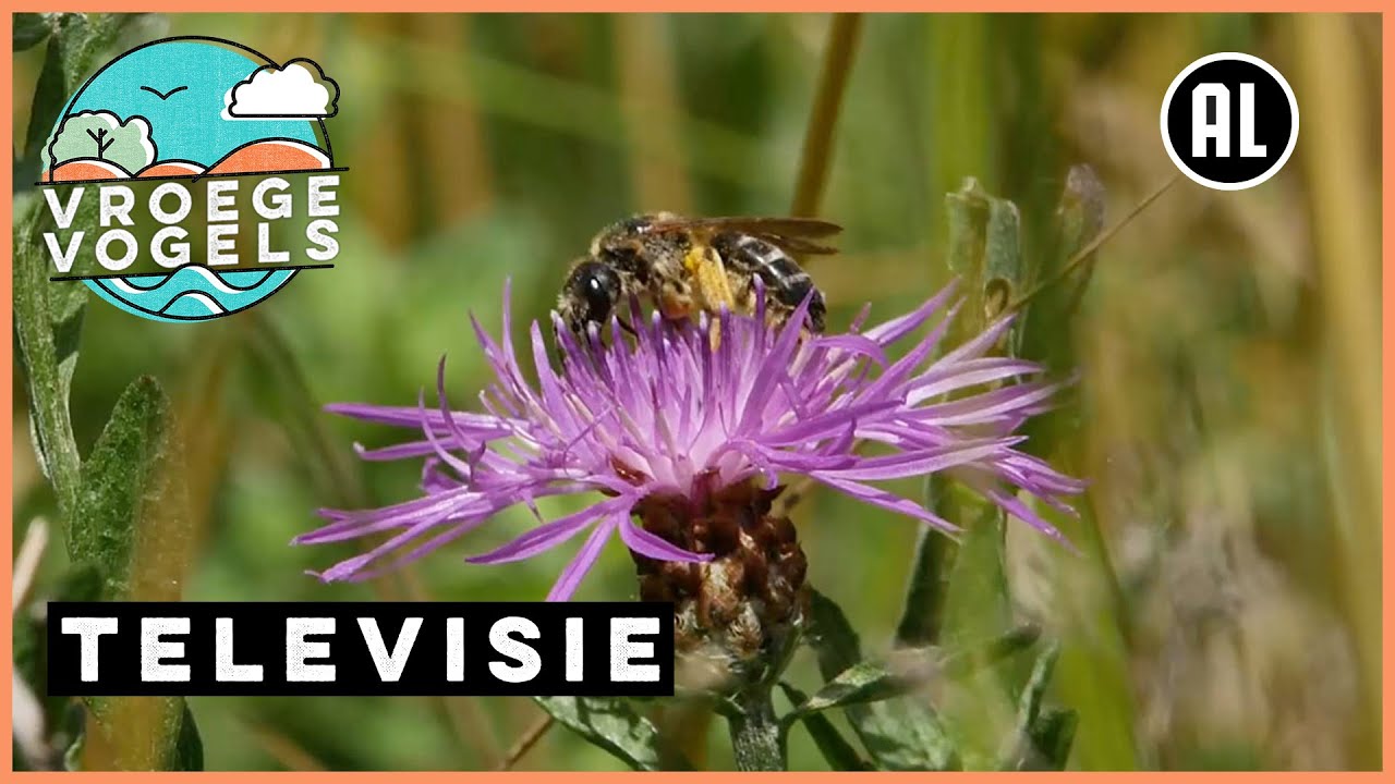 Boshommel keert terug langs het Miljoenenlijntje | TV | Vroege Vogels