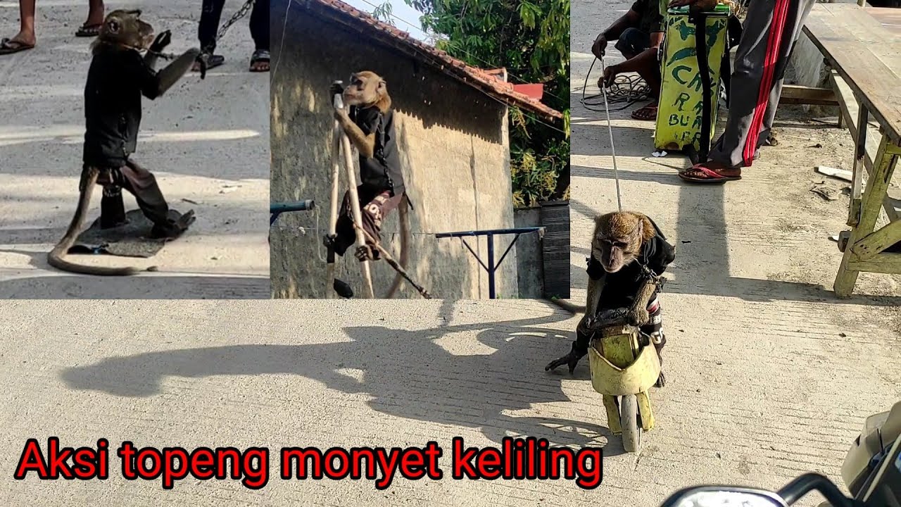 aksi topeng monyet keliling