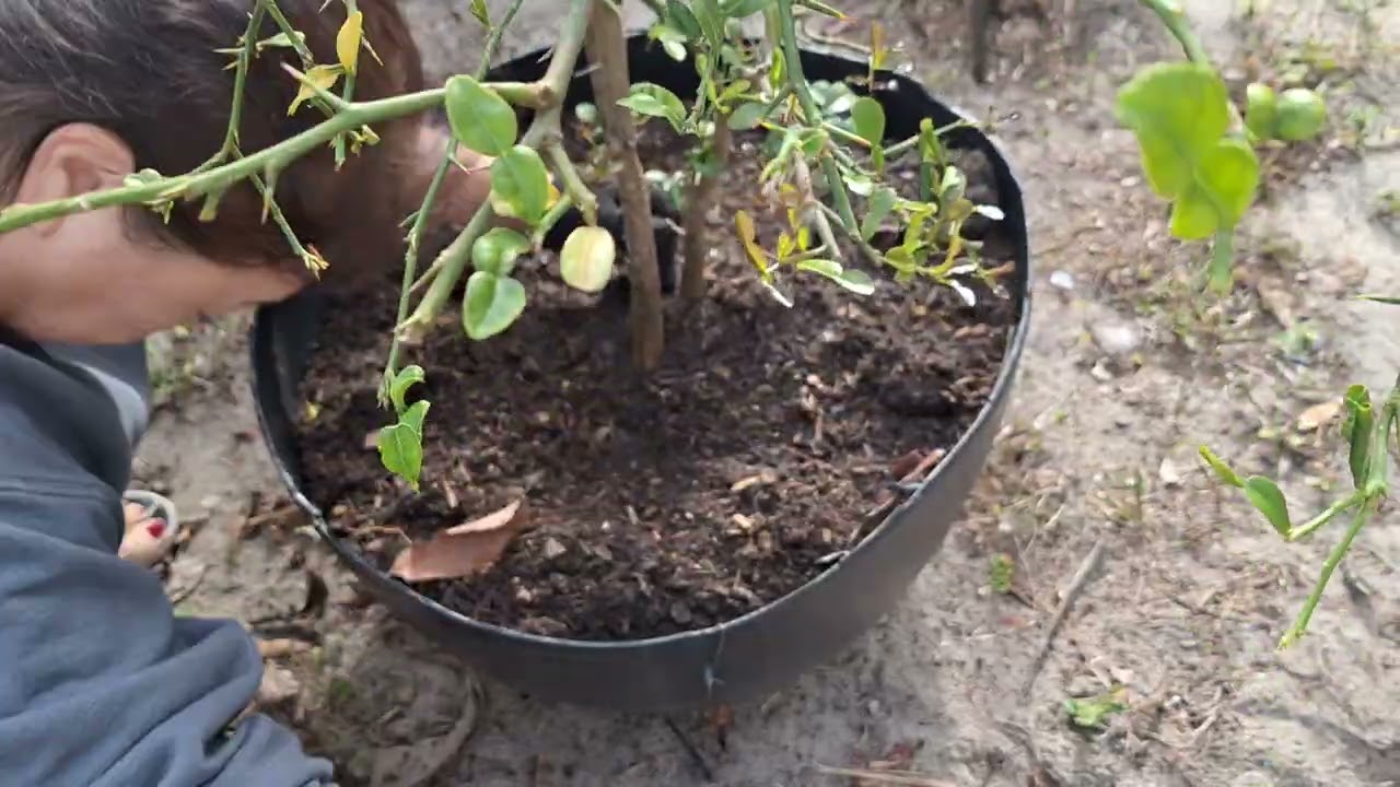 Part 2 ,  placing my kaffir tree in the pot to stand and center upright. Pouring more soil. #kaffir