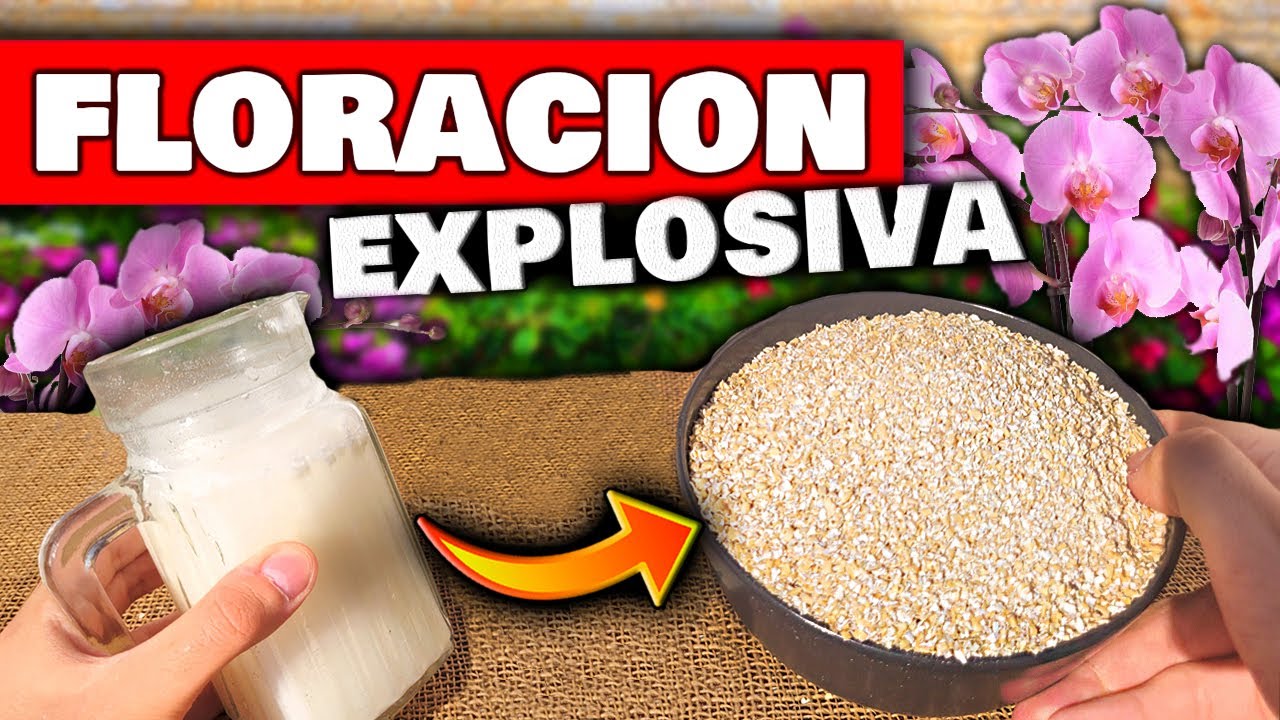GRAN EXPLOSIÓN DE FLORES en tus PLANTAS con ESTE ABONO CASERO para FLORACIÓN | Huertas Urbanas