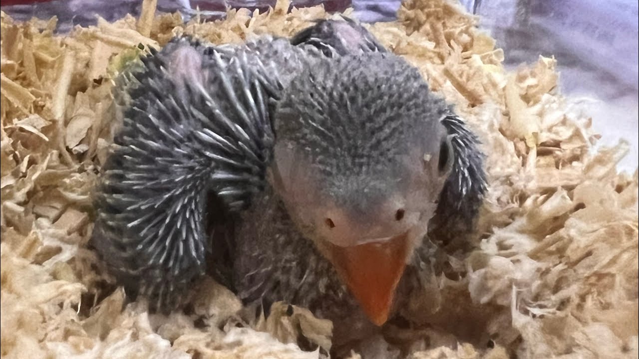 Watch me grooming up myself - green parrot 3 weeks old 