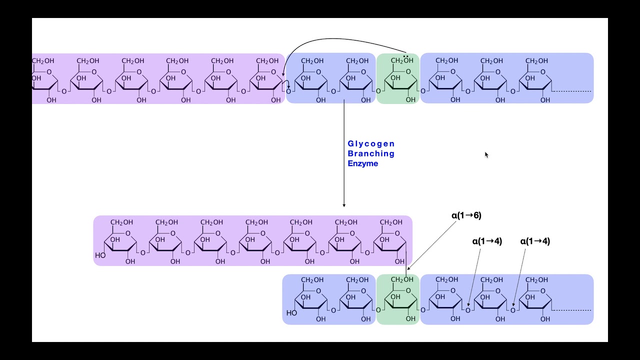 Glycogenesis Pathway EXPLAINED