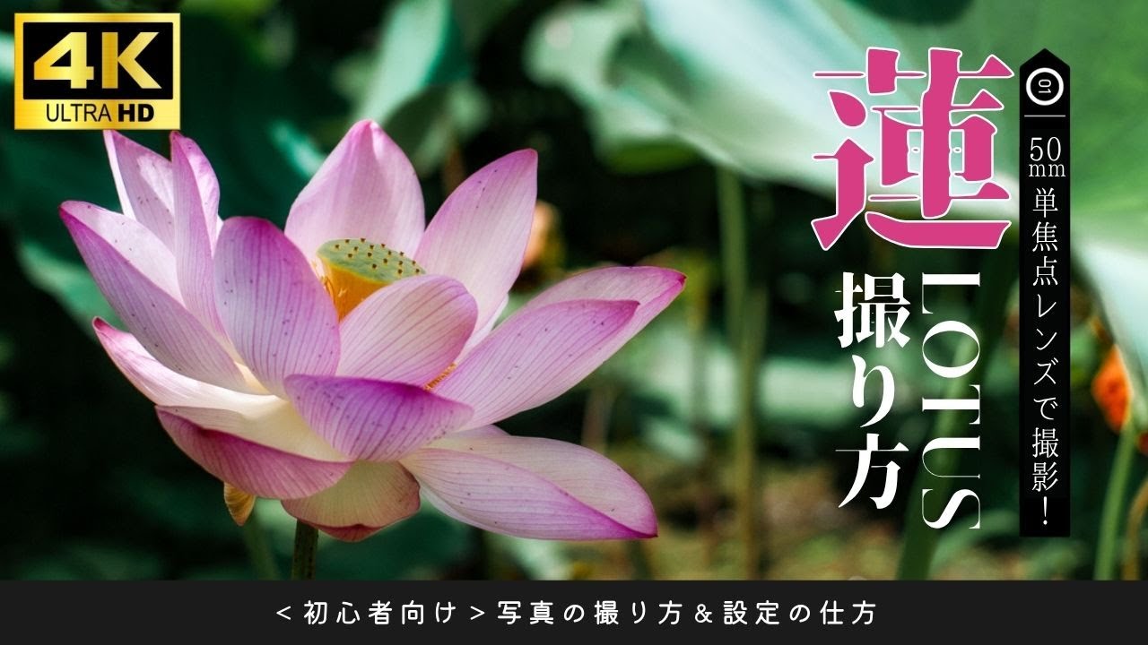 #172 【初心者向け】蓮の花の撮り方5選｜50mm単焦点レンズでふんわり美しく撮る構図・光・背景の基本テクニック！