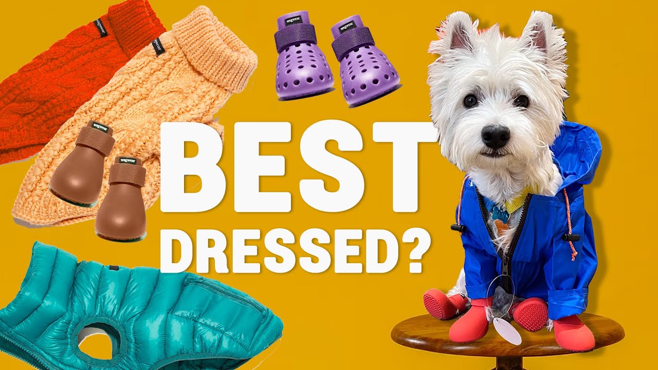 Какой из них выбрать? | Покупки в Wagwear New York City