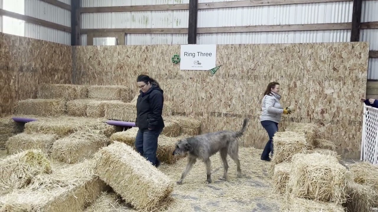 Barn Hunt Sr Level Q Irish Wolfhound (Alloy)