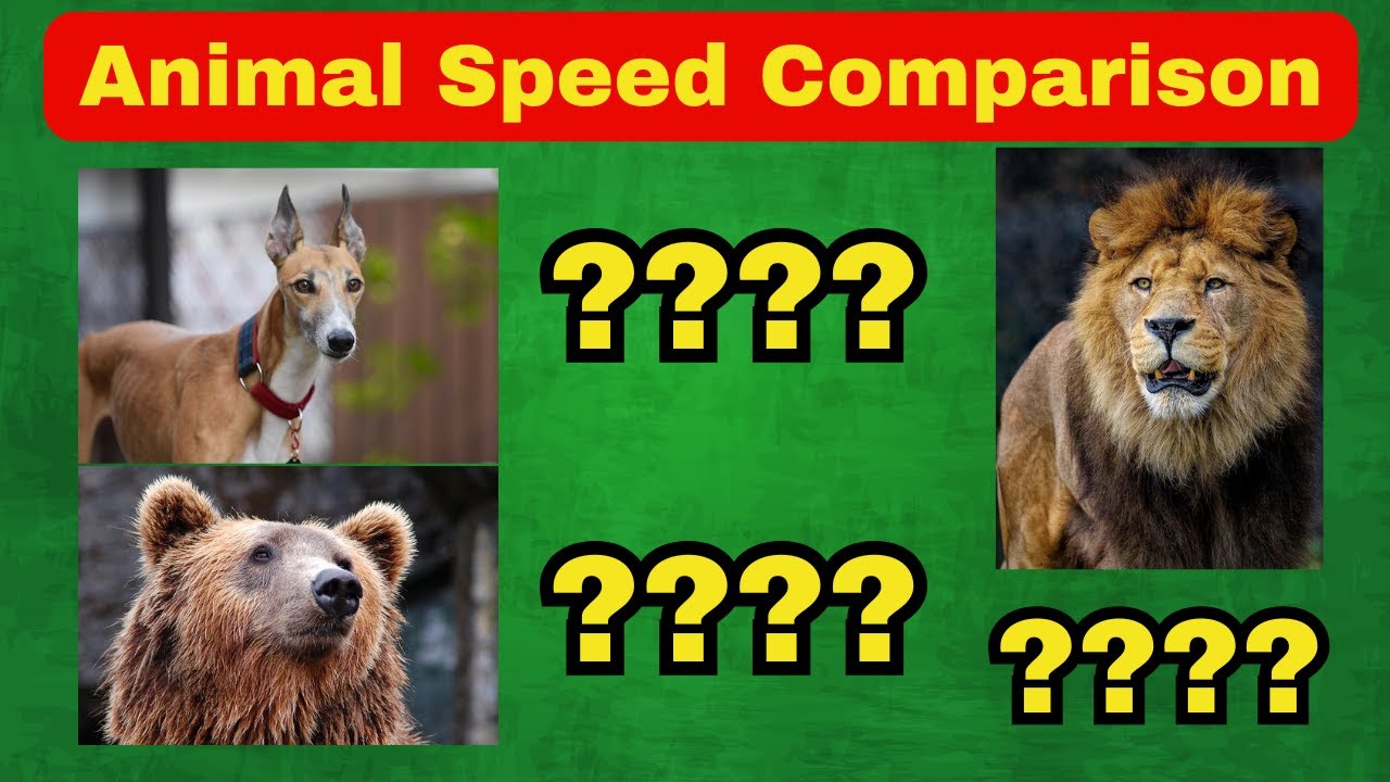 Animal Speed Challenge — Slowest to Fastest! 🐌🐆 | Brainbites | #Quiz