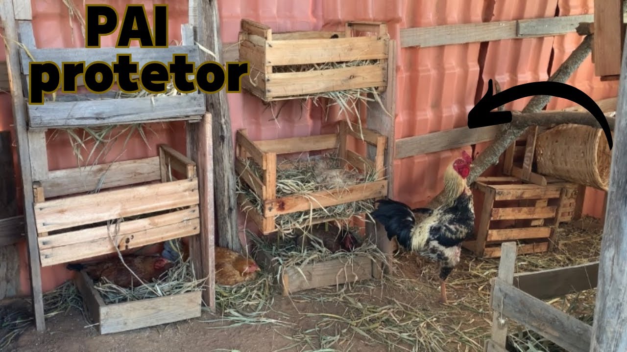 Pai Protetor: o galo que não abandona suas galinhas no ninho 🐣🐓