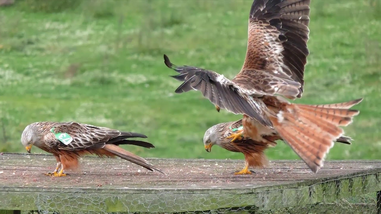 Galloway Red Kite Trail in Scotland