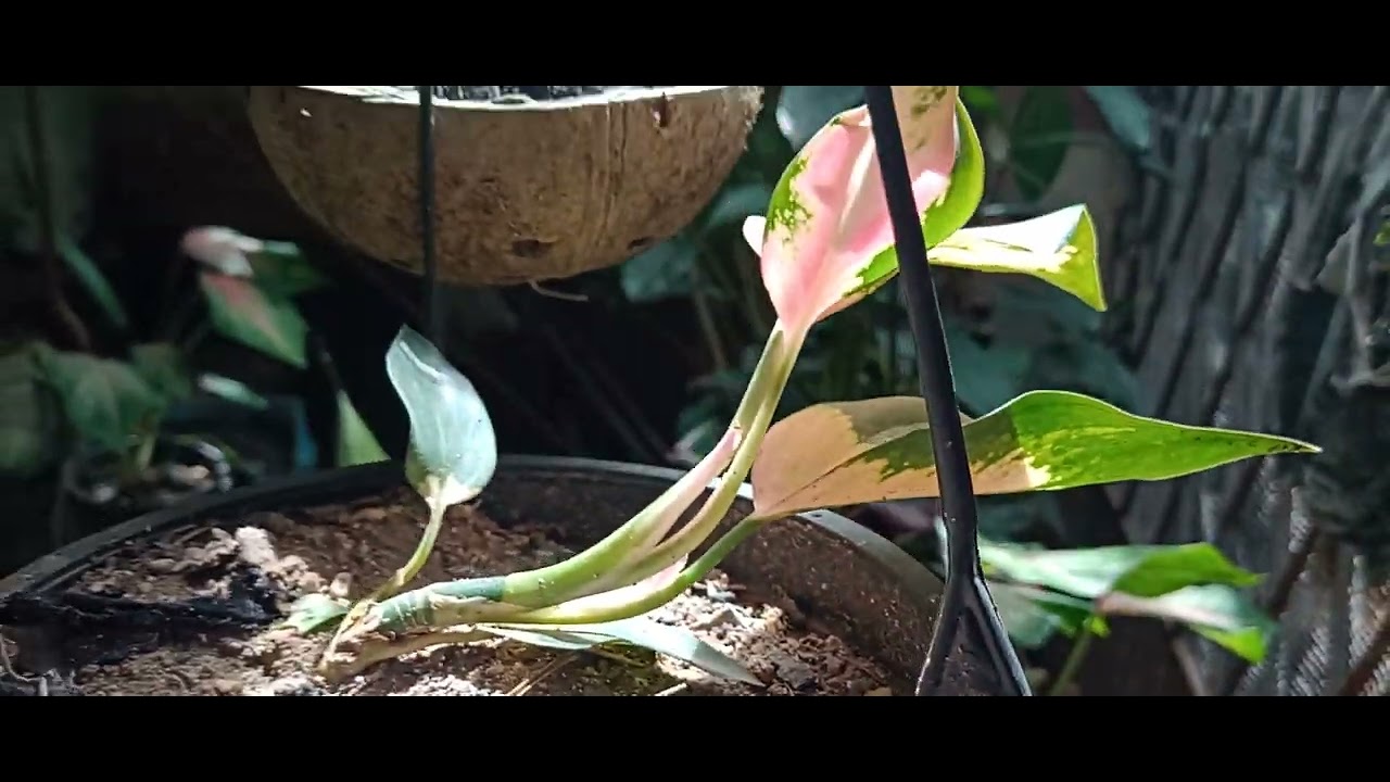 As plantinhas de sombra estão indo bem
