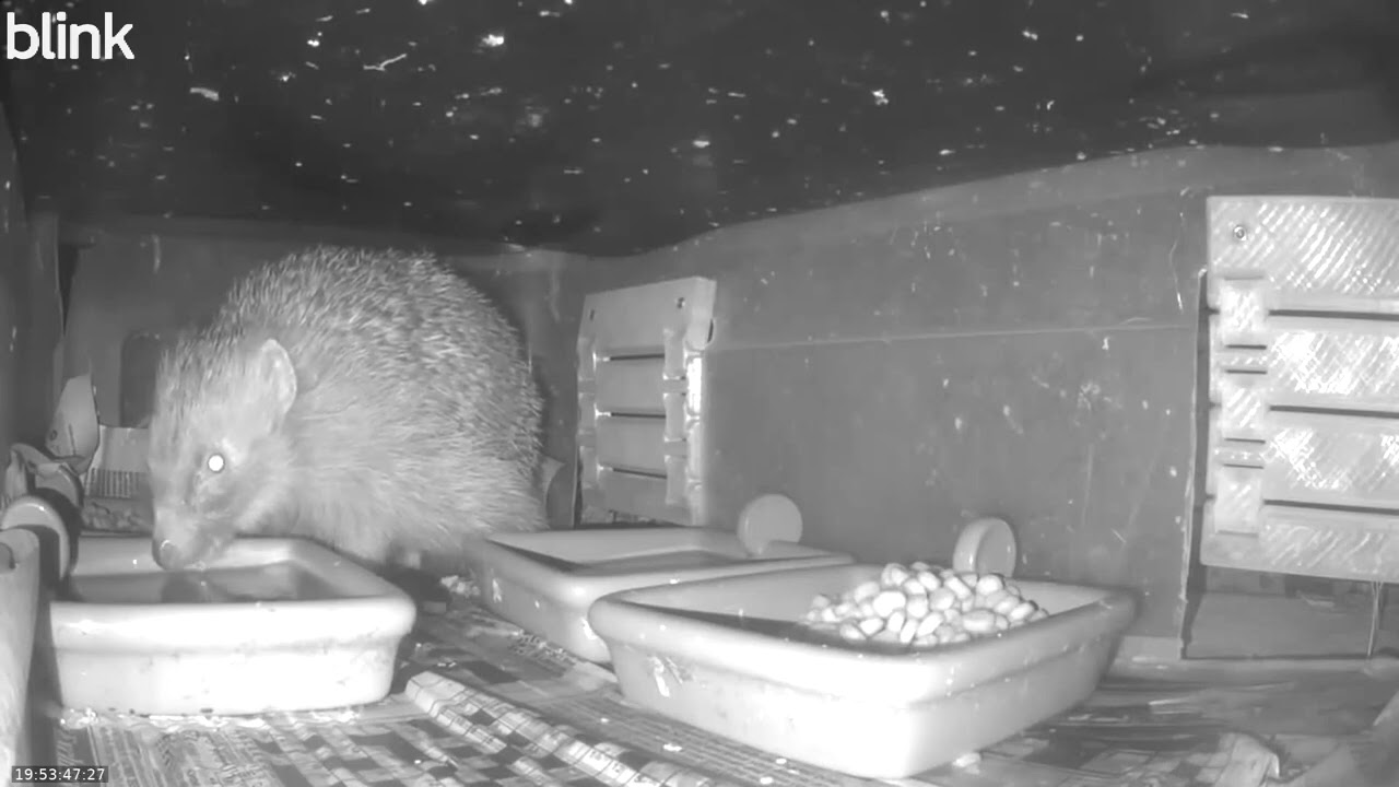Wild Life Cam Night Of 10 12 2025