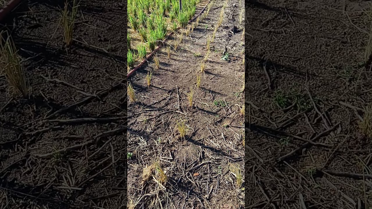 Plantando capim Massai por mudas