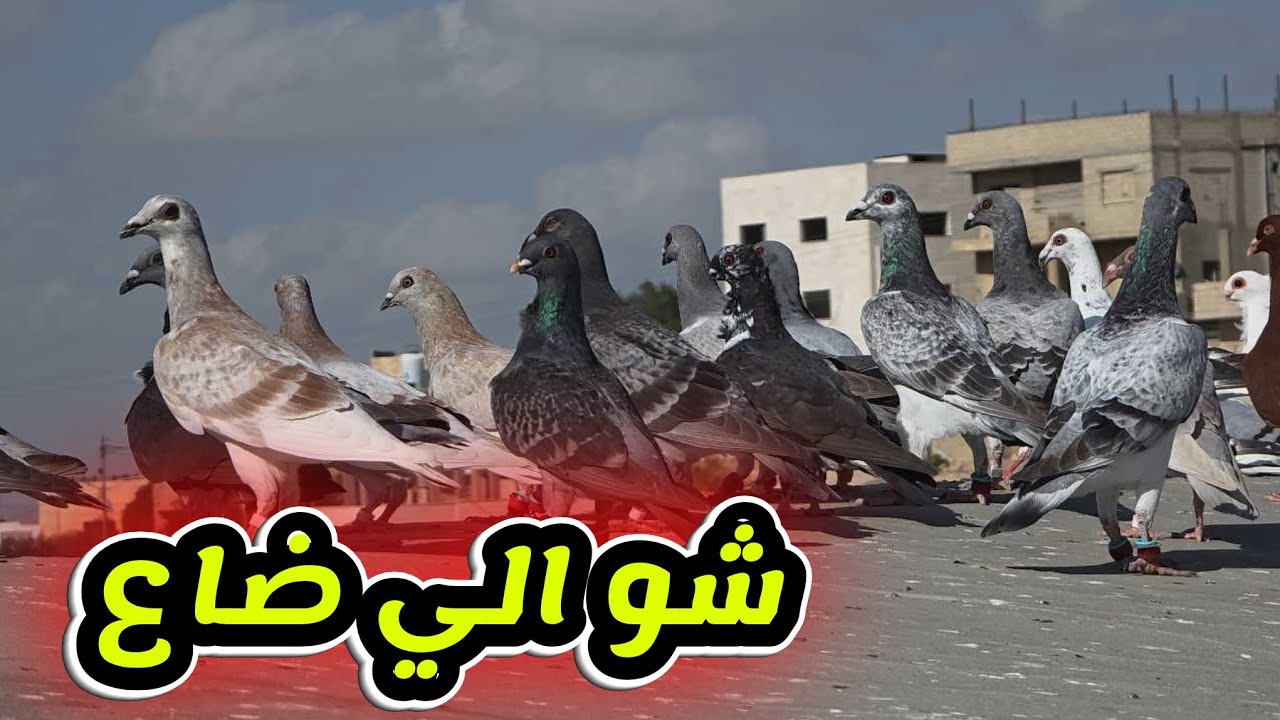 اغرب طريقة بضيع فيها طير والي ضاع ما توقعت يعمل هيك