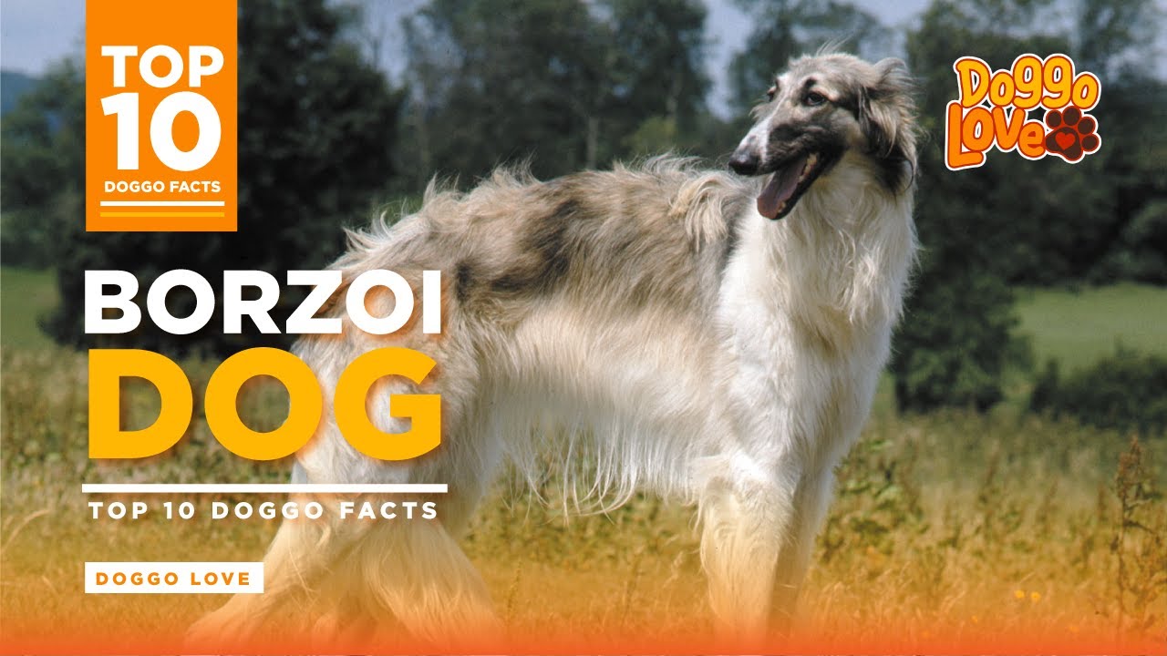 Borzoi - The Borzoi Dog Breed - Top 10 Borzoi Dog Facts from Doggo Love.