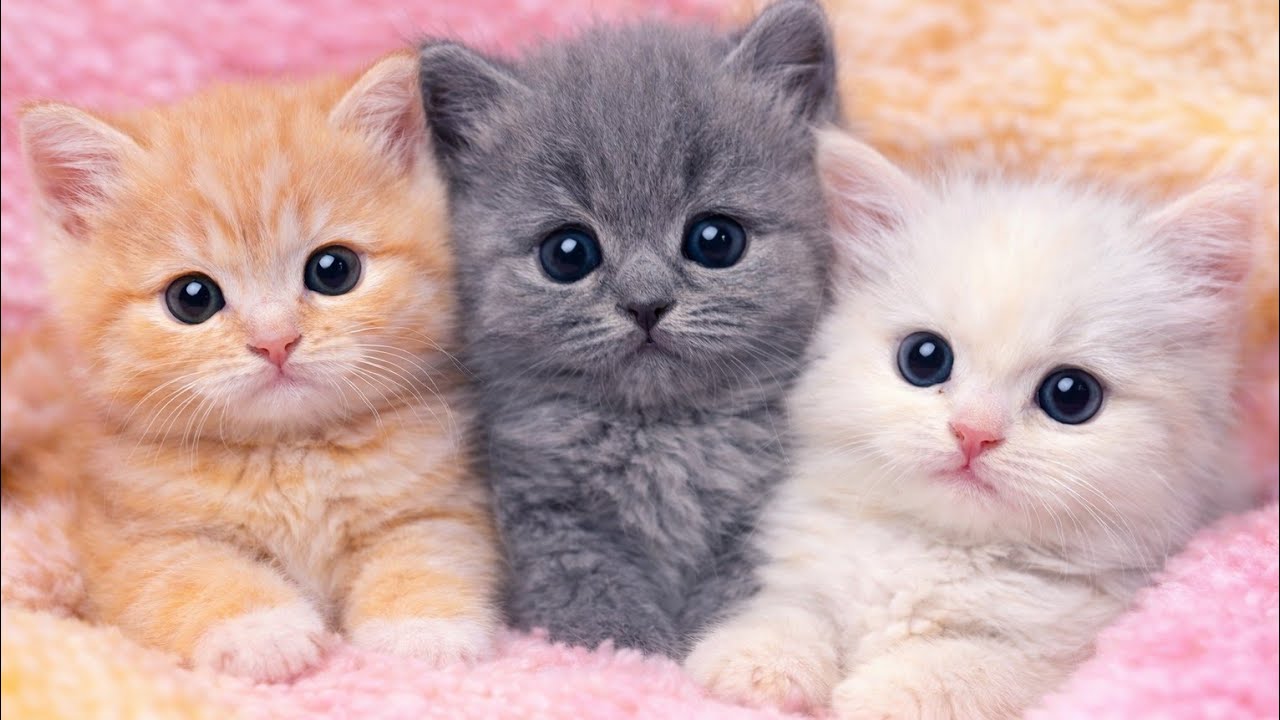 Cute   kitten 🐾 Live 🤩 [123]  #cat #ytshorts #livestream #live #foryou #viralvideo #youtubeshorts