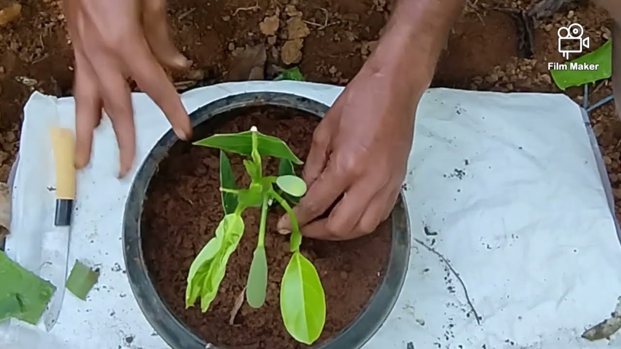 തോലിൽ പശ പിടിപ്പിച്ചു ഒട്ടിച്ചാൽ നിറഞ്ഞ് പിടിച്ച് കായ്ക്കും 
