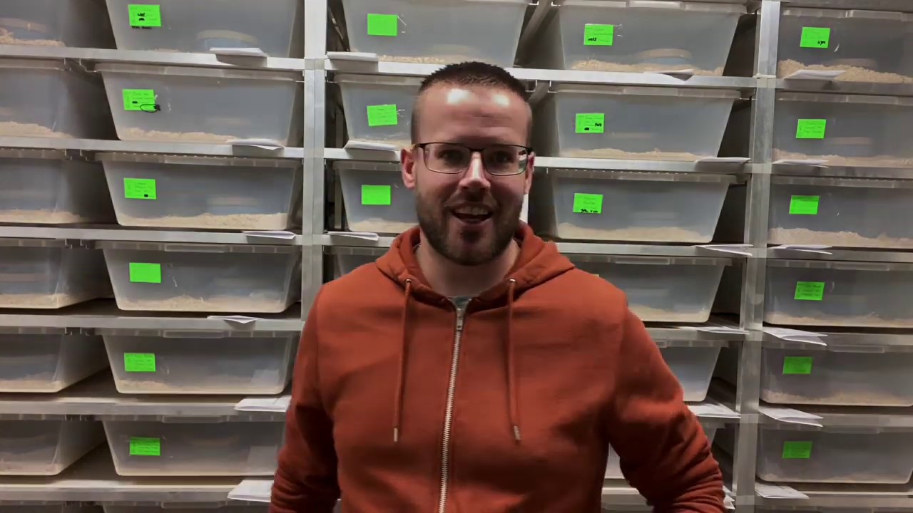 Wat kost een rattenslang in aanschaf en onderhoud | Future-Morphs