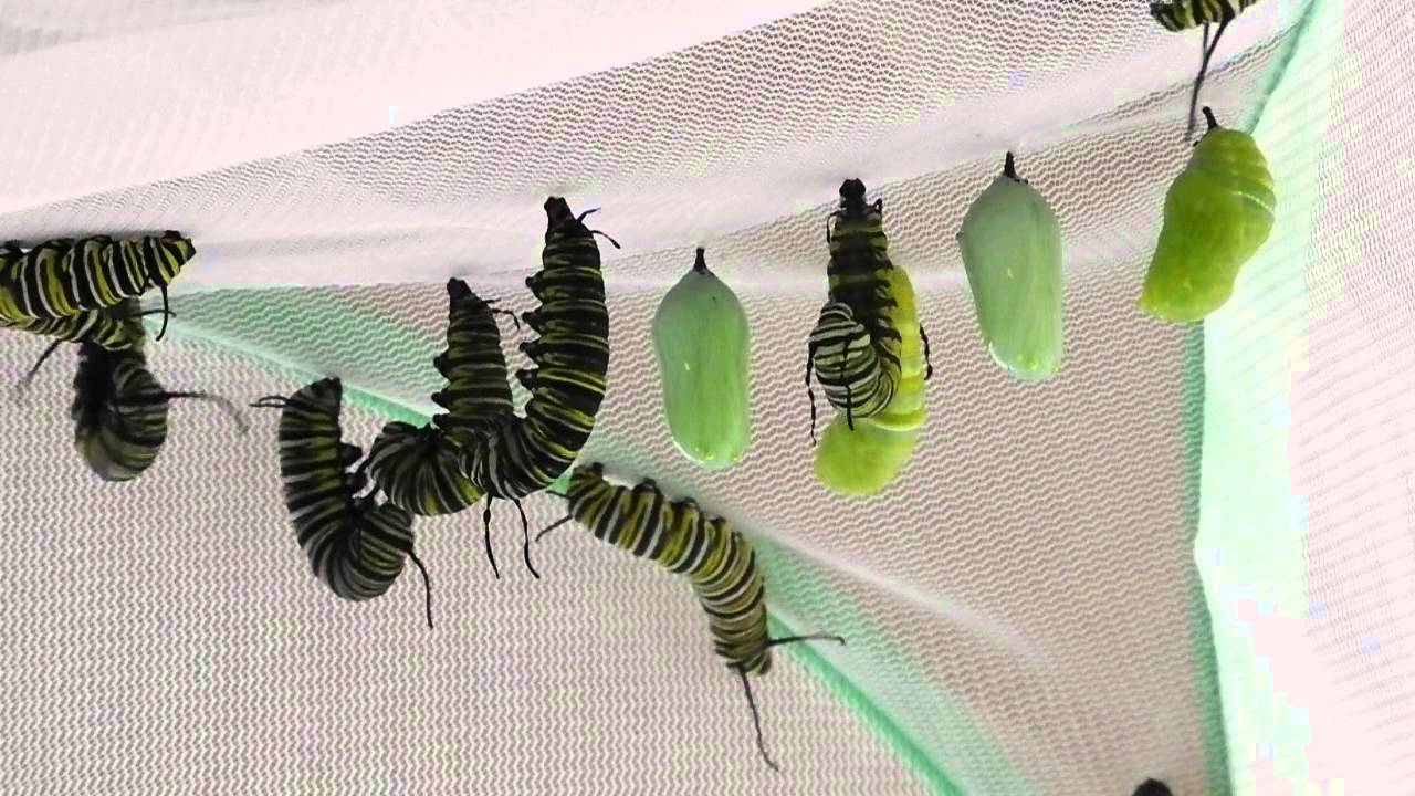 Monarch Caterpillar Behavior