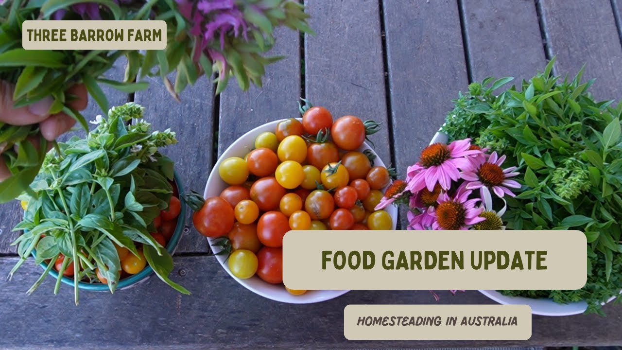 Vegetable Garden Update: Harvesting Apples, Potatoes, Plums, Herbs, Tomatoes and So Much More!