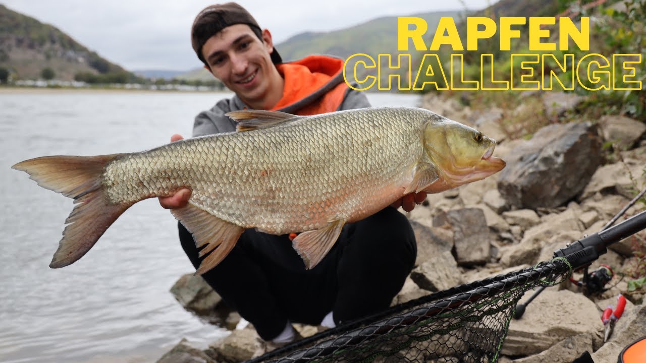 Die Rapfen-Challenge | Rapfen auf Ratte | Fisch auf Fisch