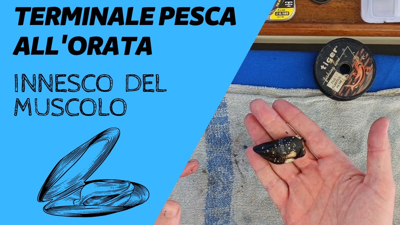 TERMINALE ORATA - INNESCO DEL MUSCOLO / COZZA