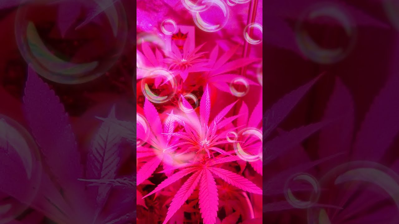 Day 21 of flower