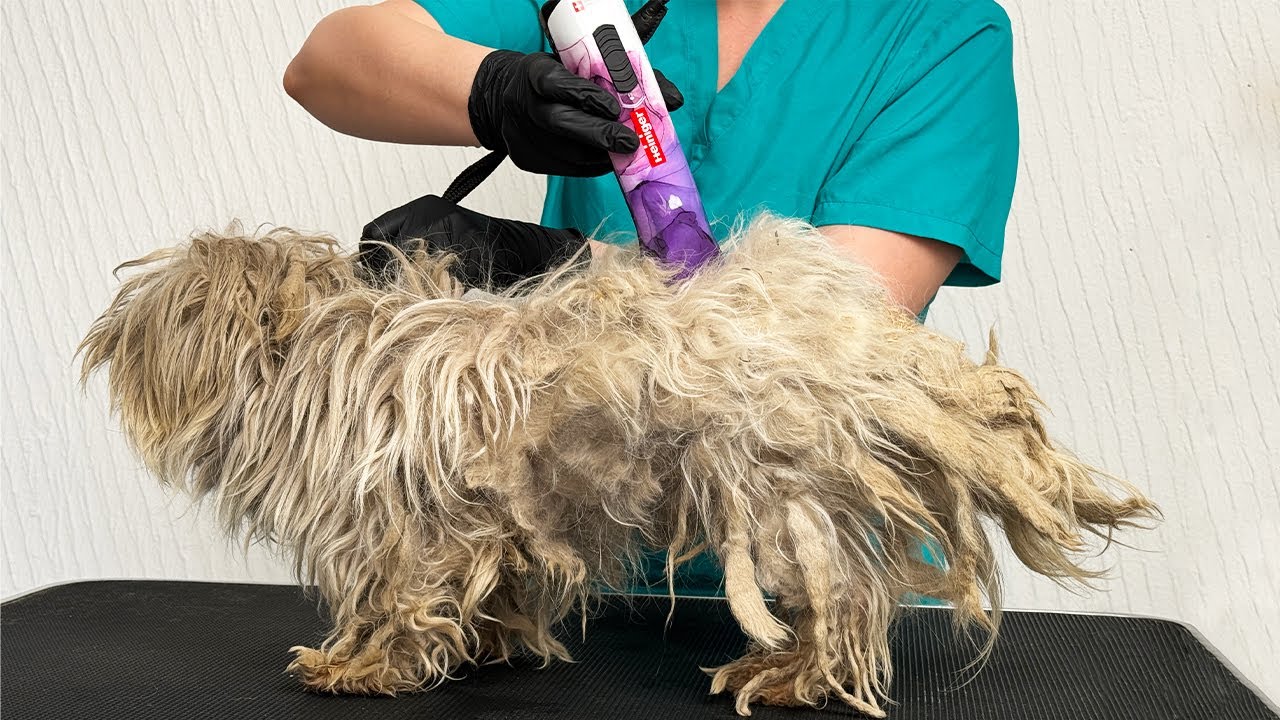 5 Years Without Grooming (Still Doesn't Trust Anyone)