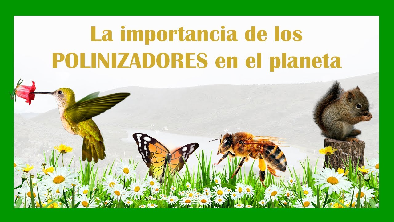 La importancia de los POLINIZADORES en el planeta 🌼🐝